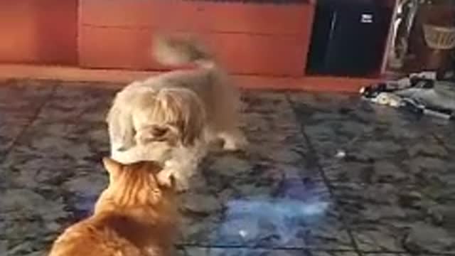 MI GATO Y MI PERRO SE DIVIERTEN JUNTOS