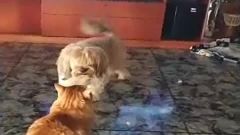 MI GATO Y MI PERRO SE DIVIERTEN JUNTOS