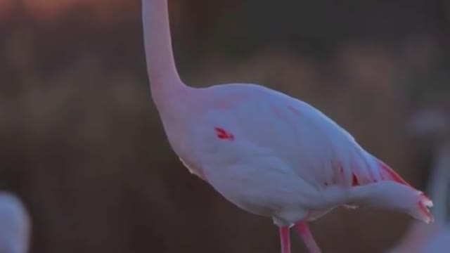 Flamingos at sunset