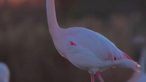 Flamingos at sunset