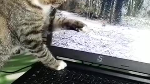 GATA Se Le Va el Pájaro del PC