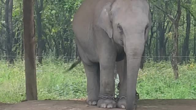 Cute Baby Elephant giving Pose for photoshoot. Small Elephant greeting