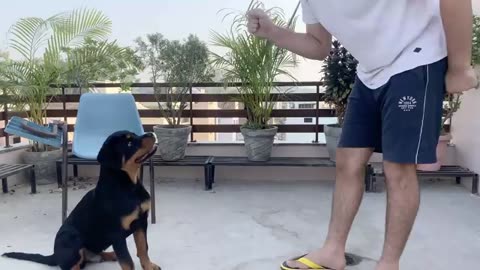 TRAINING_OF_SPEAK_COMMANDO_DOG TRAINING(360p)