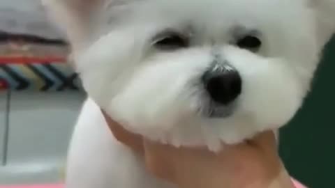 Funny baby dog