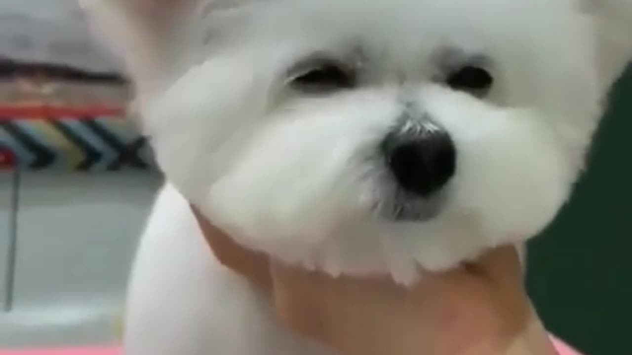 Funny baby dog