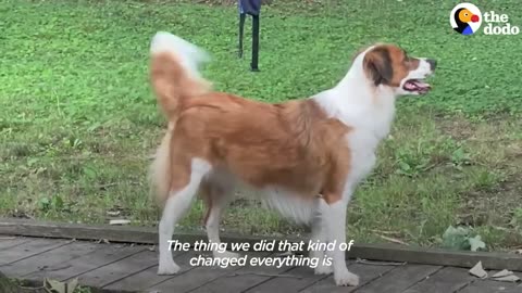 Rescue Dog Stayed in Her Crate For Five Days Until She Realized She Was Home