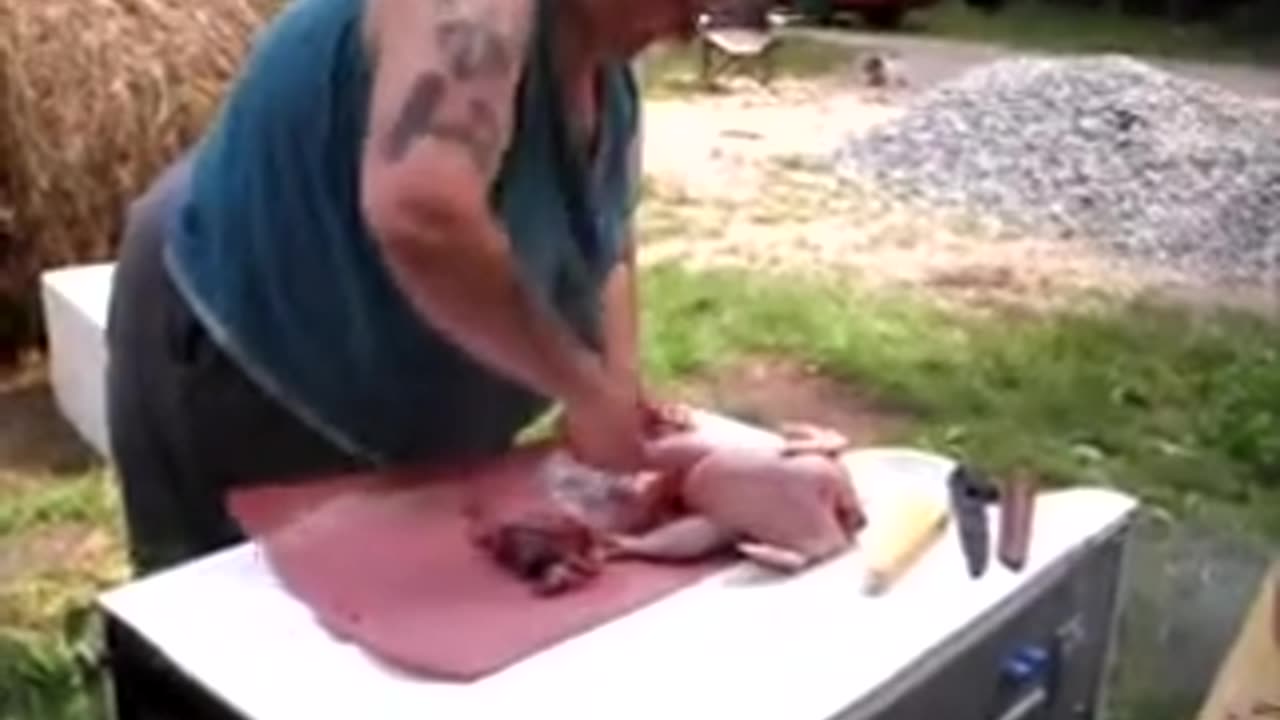 Harvesting Chickens 2010