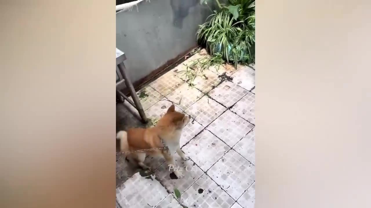 Funniest Animals 2023 π Funny Dogs and Cats Videos πΊπΆ Part 2