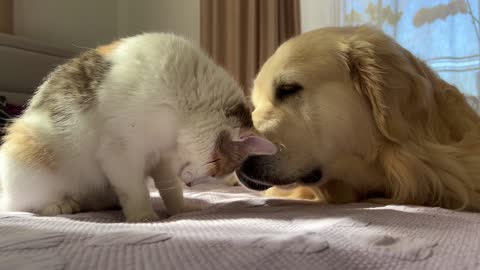 Golden Retriever Reacts to Pregnant Cat