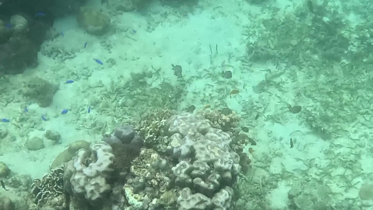 Discovering a Barrel Sponge: A Snorkeling Surprise