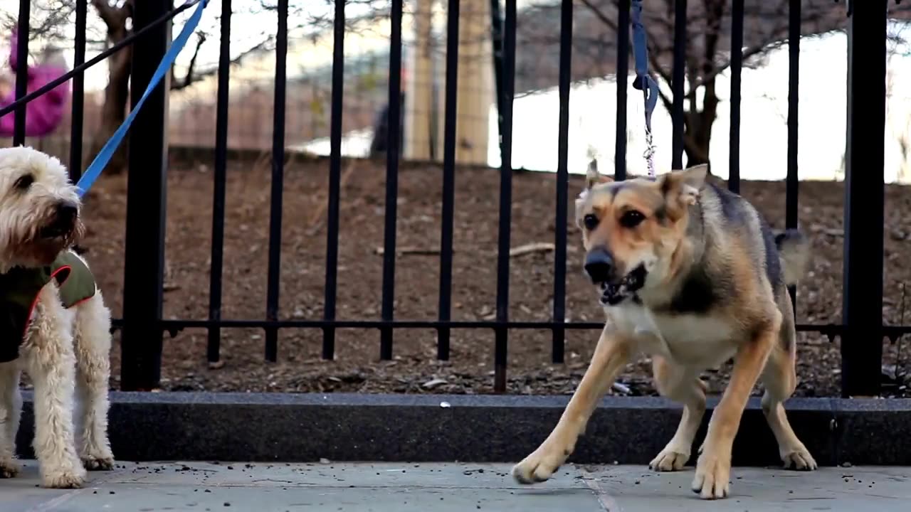 Owner Tells Dog To Go Back Inside Via Spotlight Cam