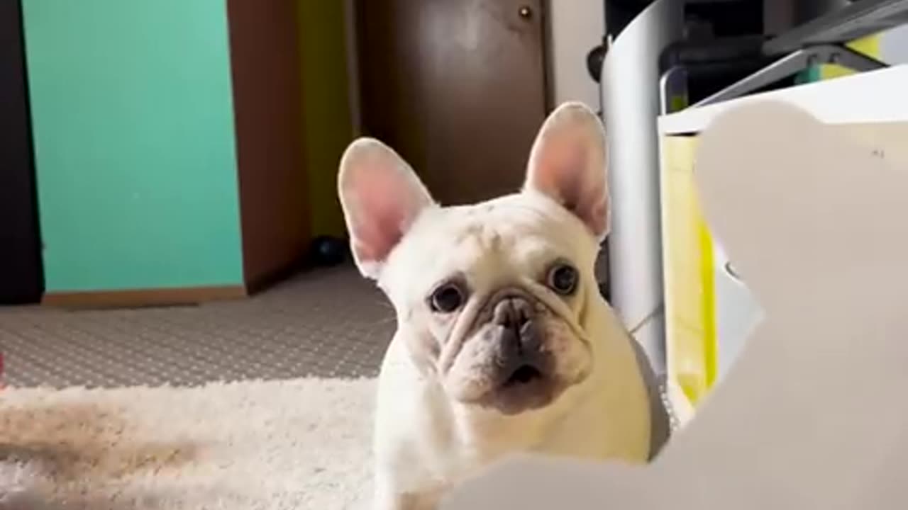 Cute Cate and dog 🐶 #shortanimal #funny #viralvideo