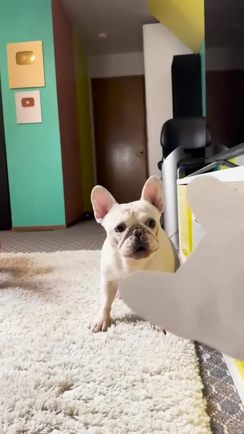 Cute Cate and dog 🐶 #shortanimal #funny #viralvideo