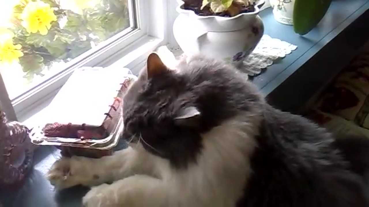 Cat likes the smell of strawberries