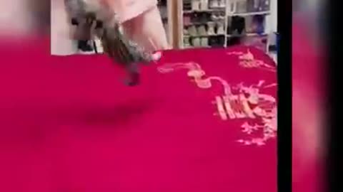 Funny cat videos