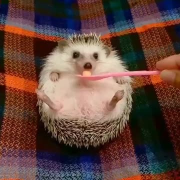 He likes an apple 🍎🦔