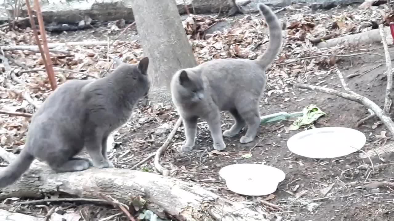 Blue Russian cat