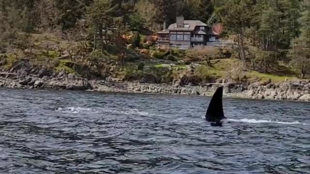 Orca Spotted From Antique Sailboat