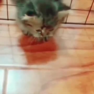 Cats are liquid | Try Not Laugh