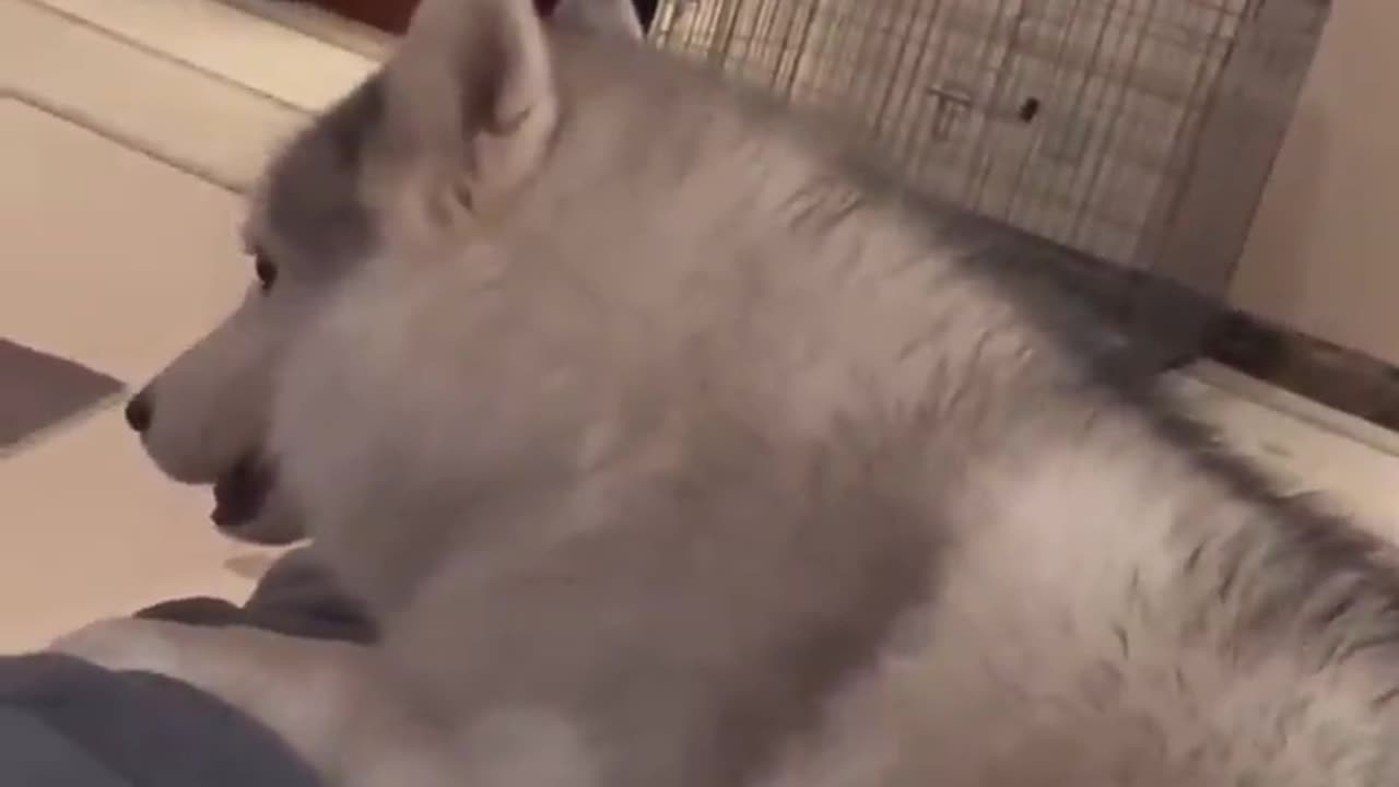 Dog Fun With Ball #shorts #shortvideo #video #virals #videoviral