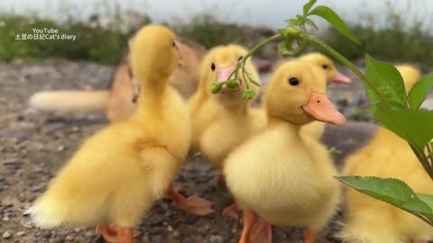 The Kitten so funny taking the duck to find treasure contains delicious food. So cute