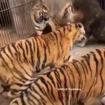 Lion vs tiger fighter