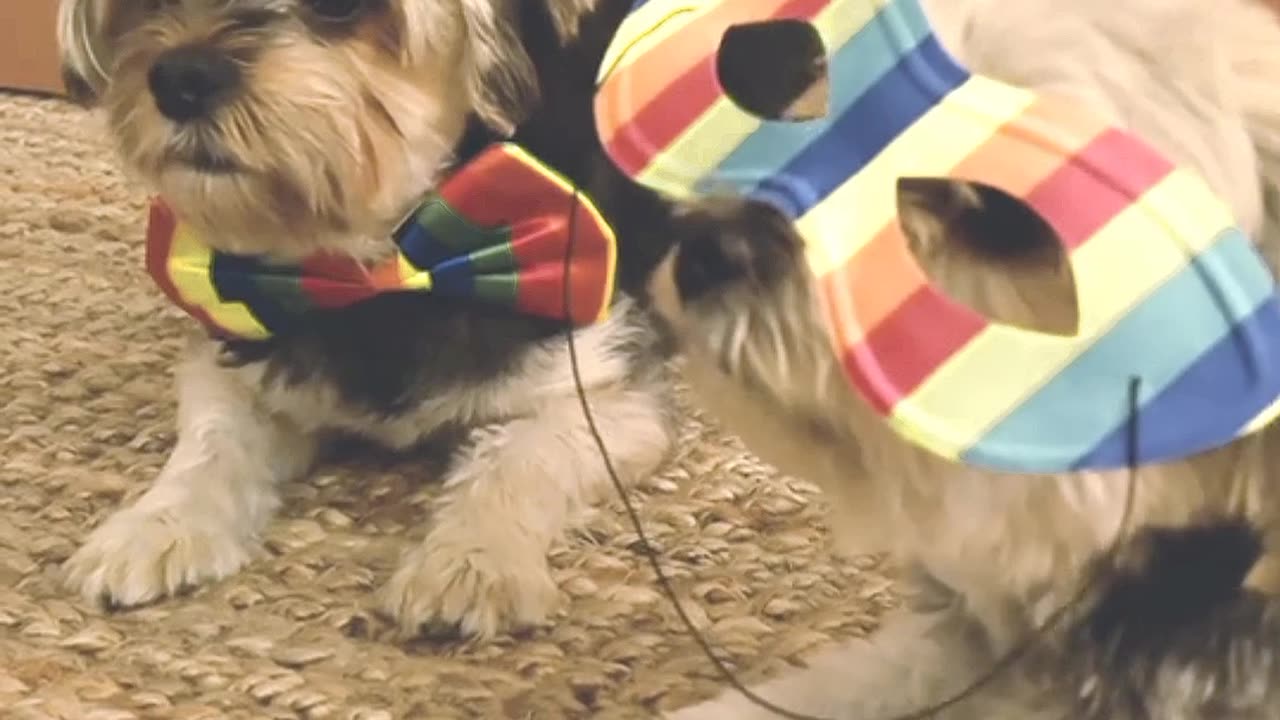 Juicy doggy🐕🐶👓😁😝😂