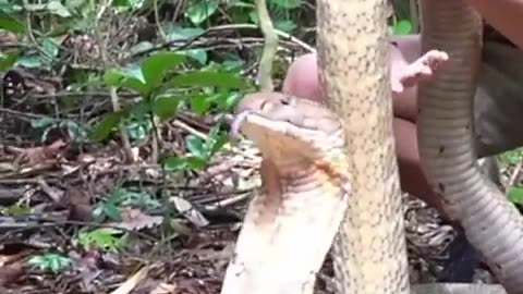 Worlds biggest KING COBRA kingcobra #thatmoment