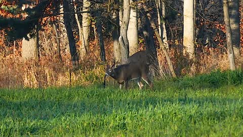 Animal Interaction With Wyndscent