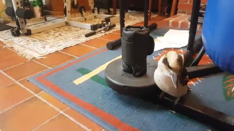 Overrun by cute birds! Kookaburras and a magpie.