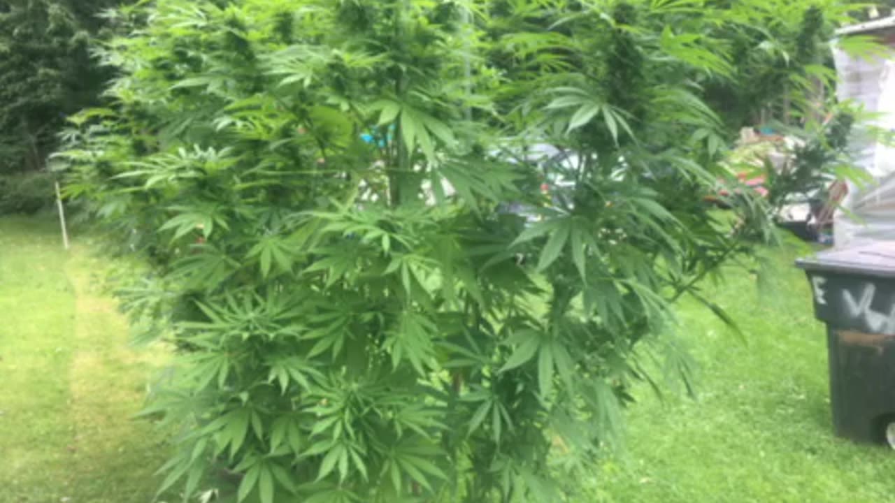 Weedporn ten foot high 3 garbage 🗑 giant mf buds