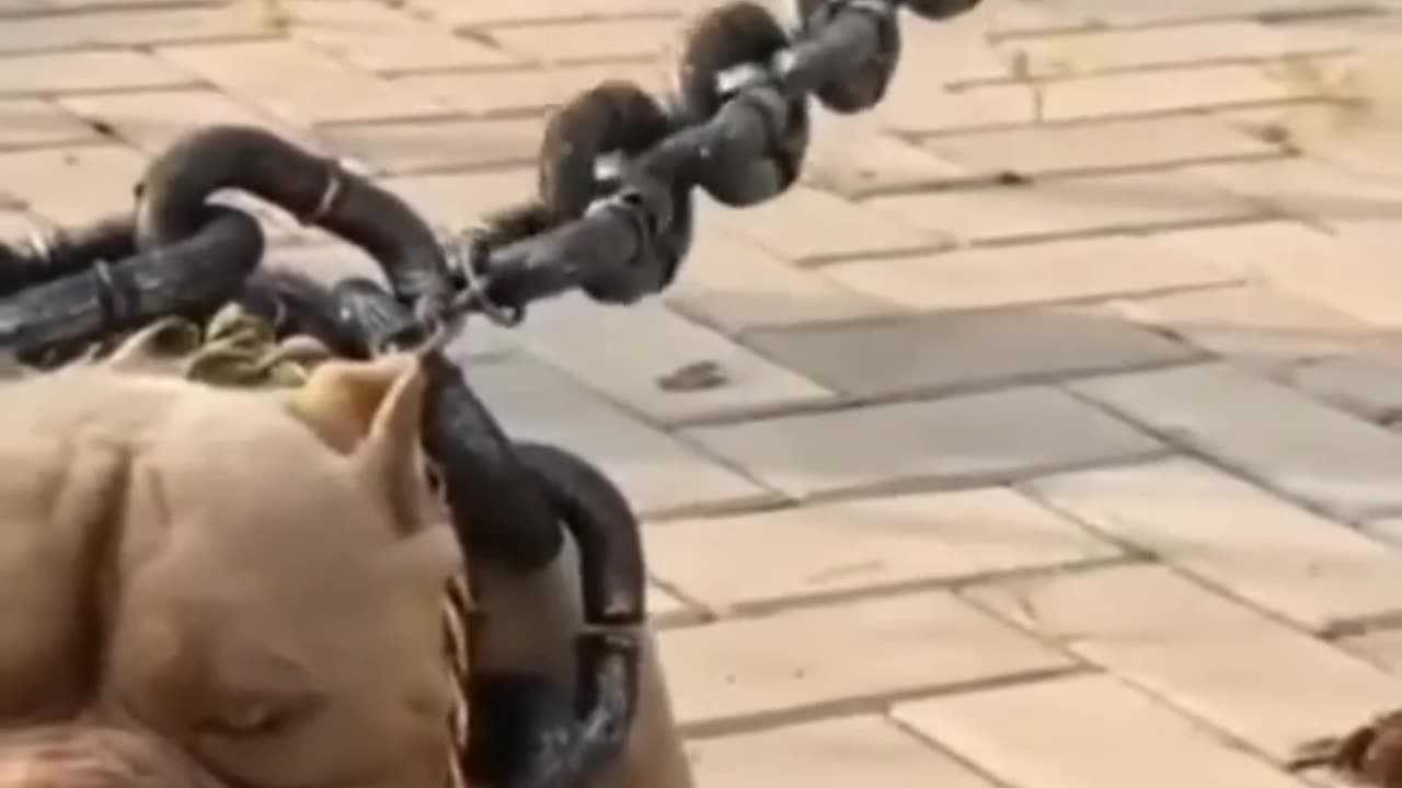 Brave bull
