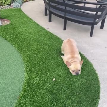 French bulldog from slips in the grass It's funny ❤️😂