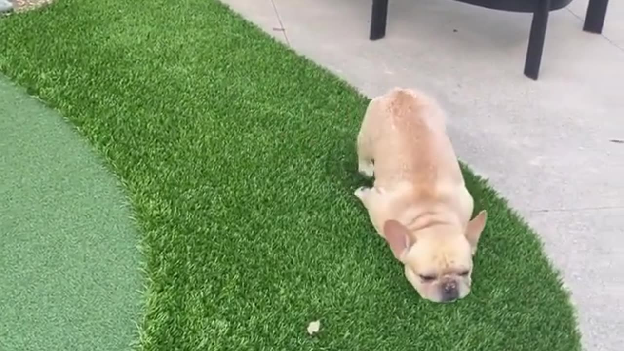 French bulldog from slips in the grass It's funny ❤️😂