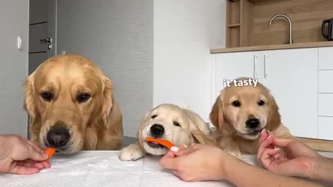 Dog Dad Reviews Food with His Puppies