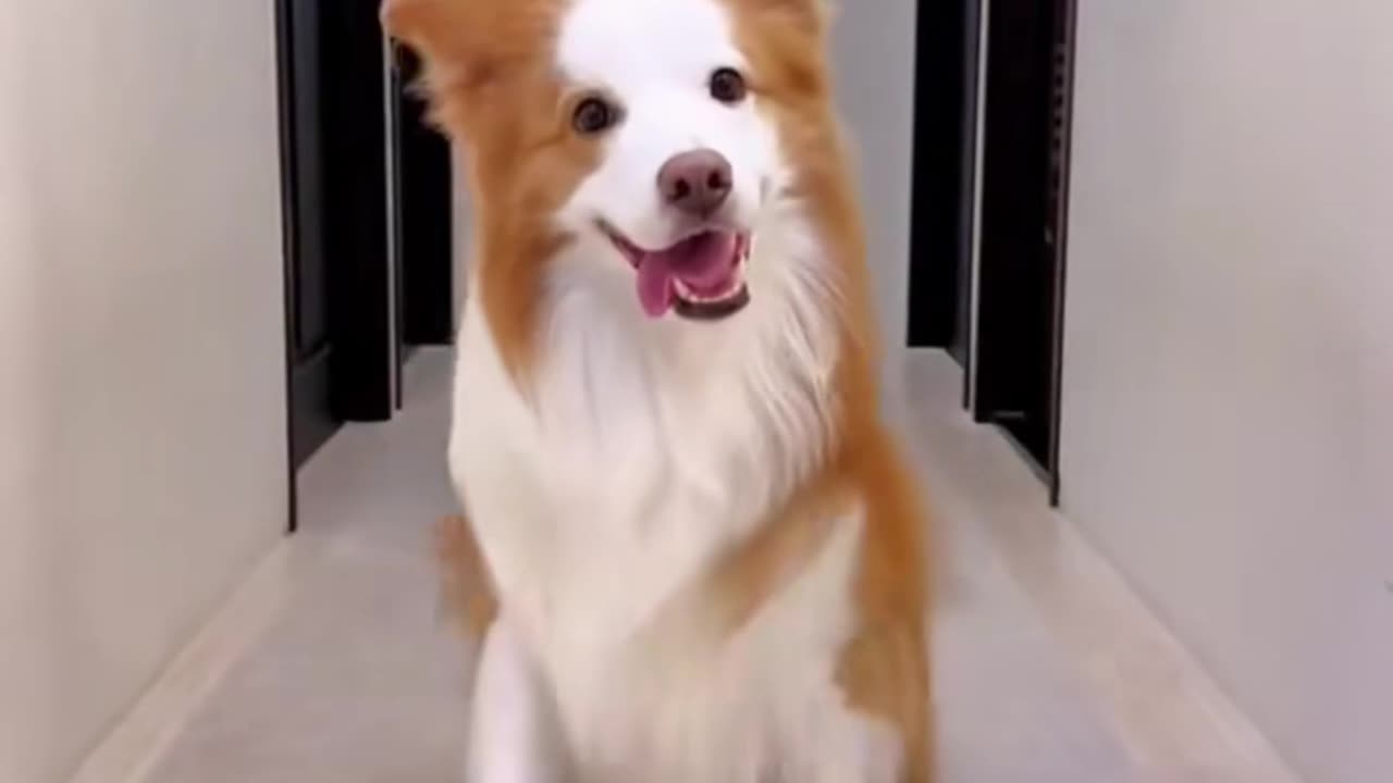 Have you ever seen an adorable dog dancing to the beat?