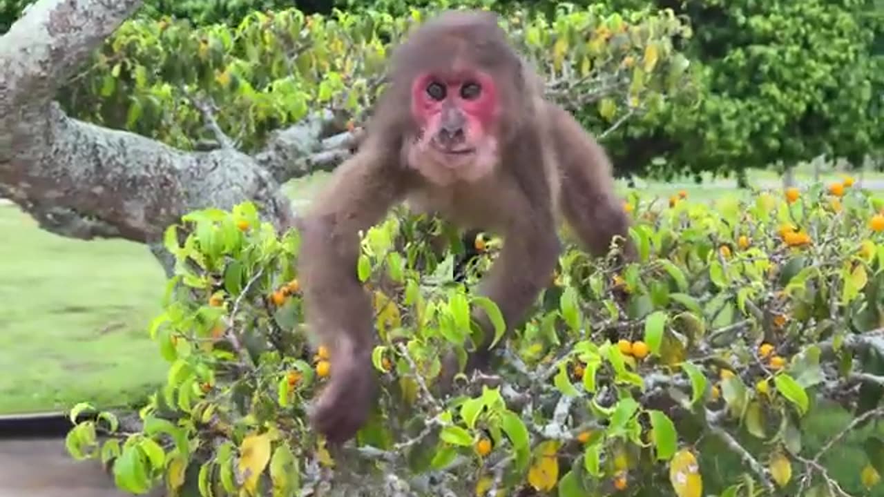 #babymonkey #monkeys #animallovers❤️ #cocakamonkey animals #viral #monkey #cute_18