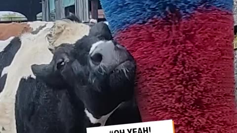 These cows are so happy with their new brush🐄😍