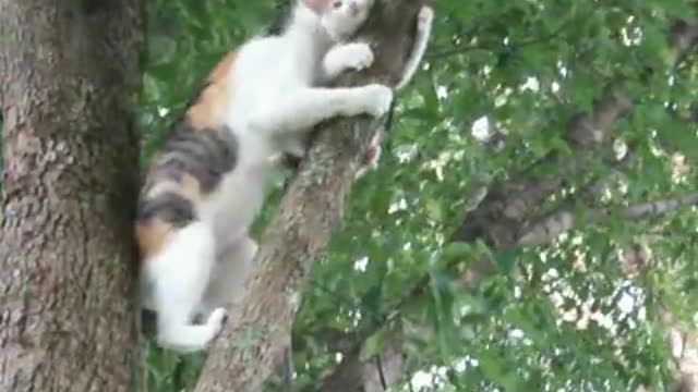 Mama Kitty's Rescue