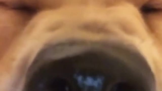 FaceTiming my human to let them know we have no more toilet paper 🧻 ig ancoco66 #toiletpaper