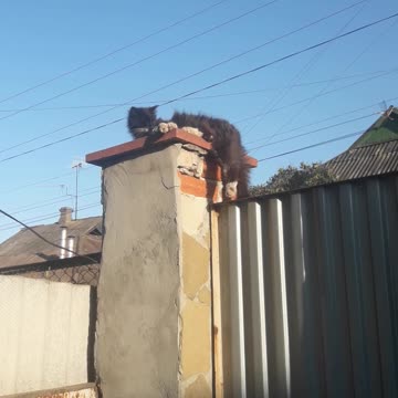 Timothy sleeps at his post