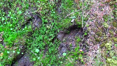 Moose Tracks