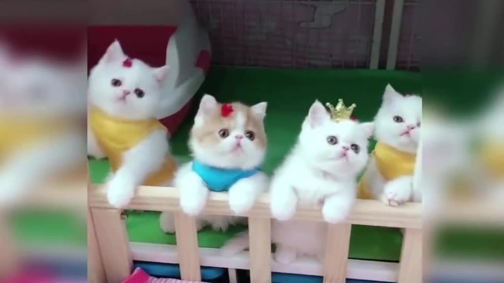 funny babies cats