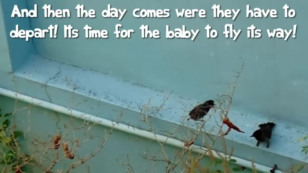 First Flight - a Baby Bird's Story!