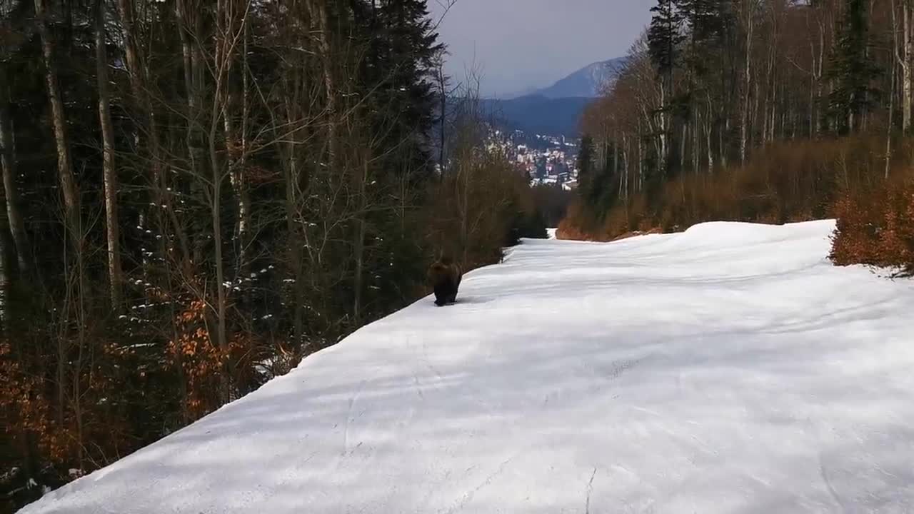 Skiing with the bear on the slope - 9 Martie 2021, Partia Cocosul Predeal Romania, by Mister Fox