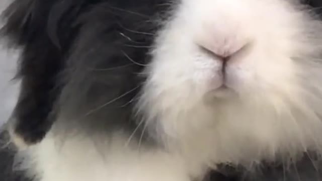 He's a cute bunny, not a dog