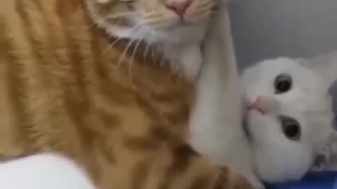 Busted Cat