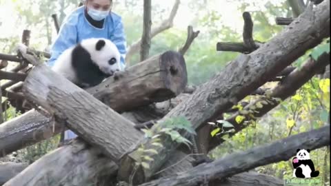 PANDA CRY