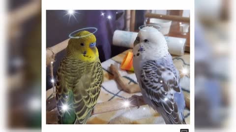 Watch 5 baby budgies growing day by day1