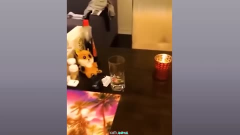 FUNNY DOG